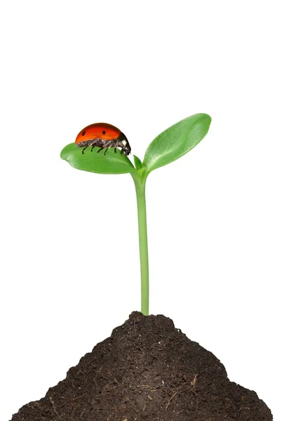 Roșu buburuză pe plantă verde — Fotografie, imagine de stoc