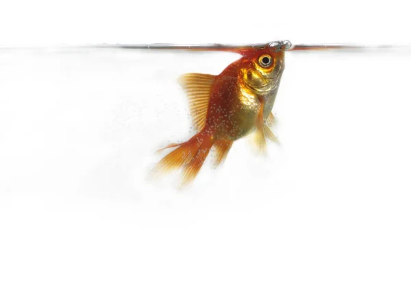 Pesce d'oro — Foto Stock