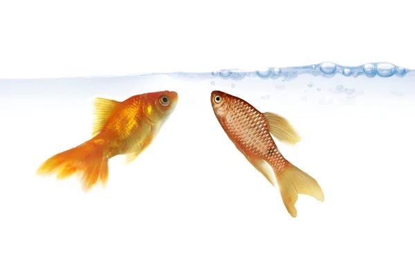 Две золотые рыбы — стоковое фото