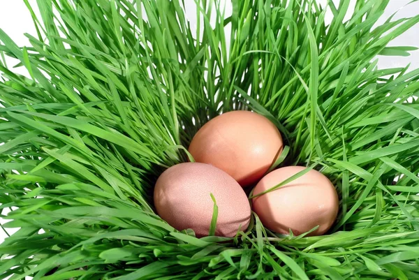 Stock image Egg in grass