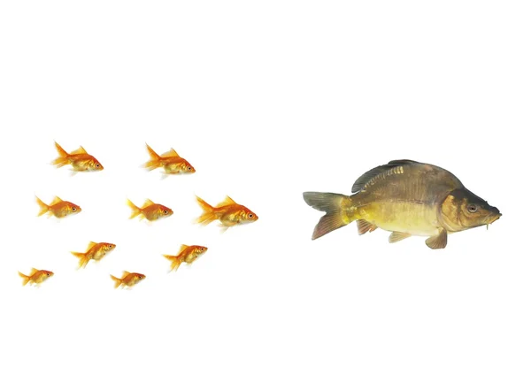 Goldfish flowing for larger — Stock Photo, Image