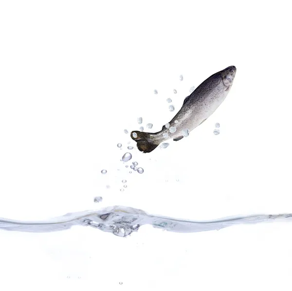Forel en water — Stockfoto