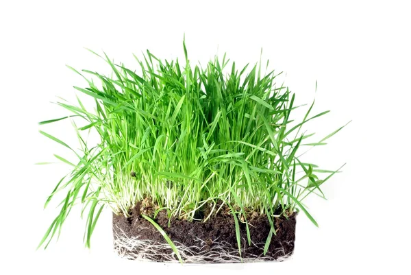 Grass from roots — Stock Photo, Image