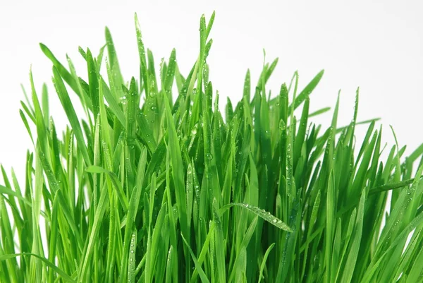 Роса на траві — стокове фото