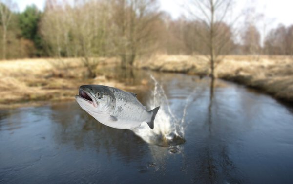 Выпрыгивая из водяного сальмо
