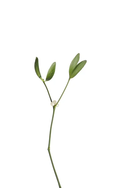 Mistletoe on white background — Stock Photo, Image