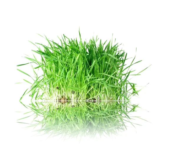 Gras von den Wurzeln — Stockfoto