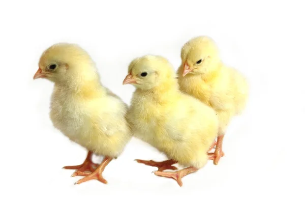 Tres polluelos. —  Fotos de Stock