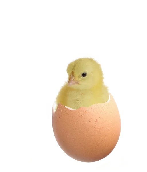 Nestling e guscio di guscio d'uovo — Foto Stock