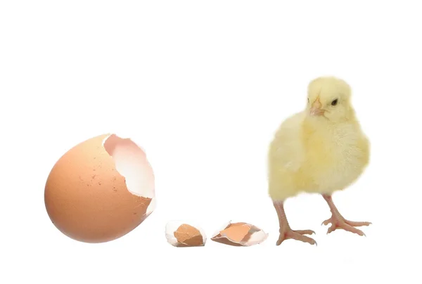 Nestling and shell of eggshell — Stock Photo, Image