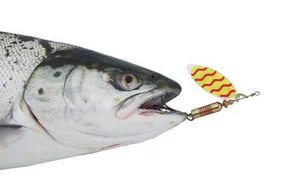 Salmon from metal bait — Stock Photo, Image