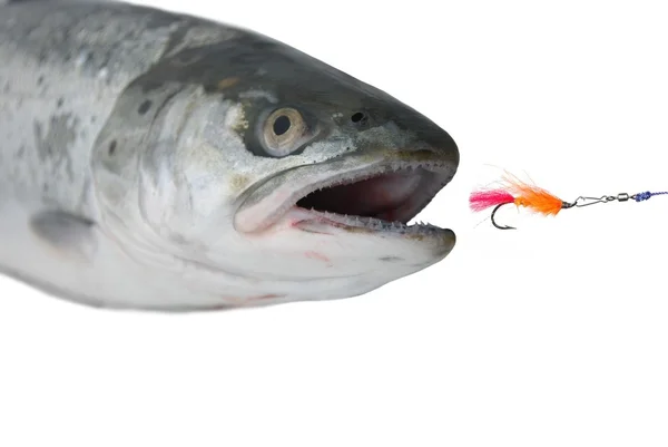 Salmon from fly — Stock Photo, Image