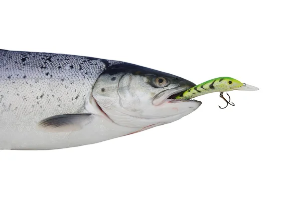 Salmon from wobbler — Stock Photo, Image