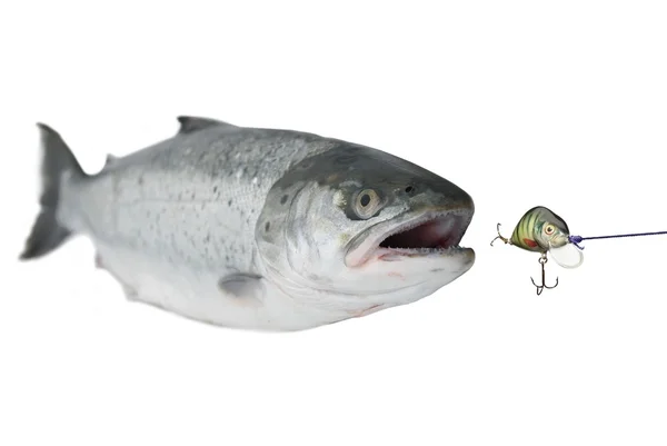 Chasing bait salmon — Stock Photo, Image