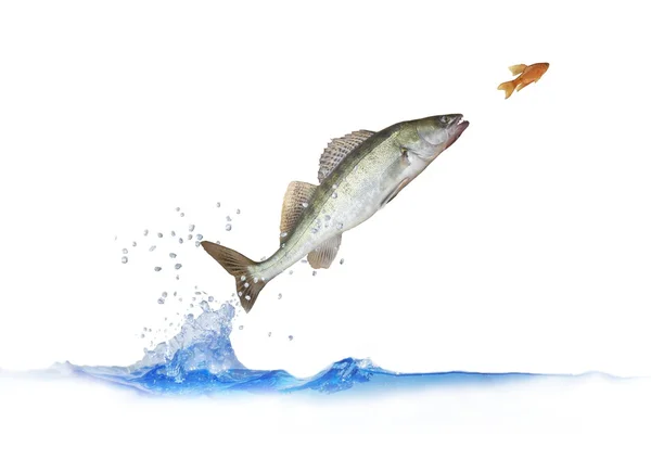 Wyskoczyć na ryby sandacz — Zdjęcie stockowe