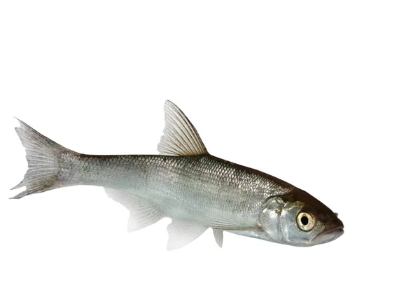 Soğuk balık — Stok fotoğraf