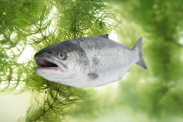 Big salmon — Stock Photo, Image