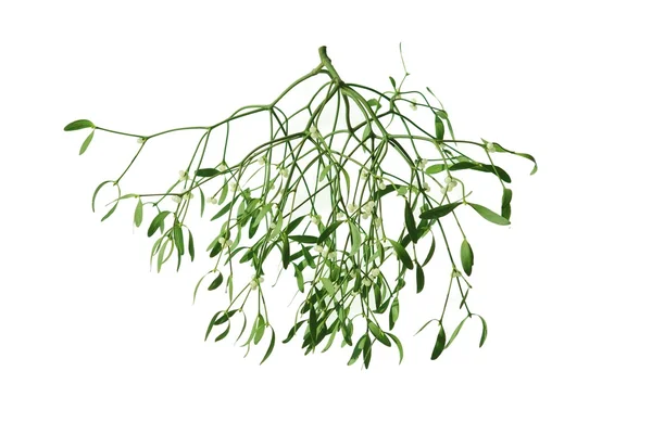 Mistletoe pada latar belakang putih — Stok Foto