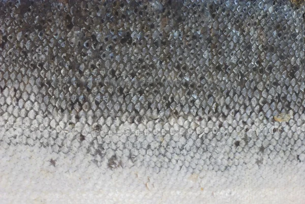 魚の皮 — ストック写真