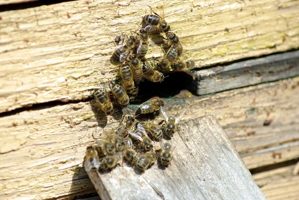 Пчелиное насекомое — стоковое фото