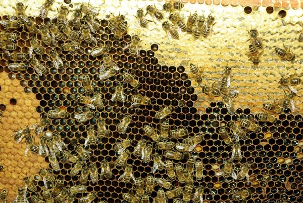 Бджола комах — стокове фото