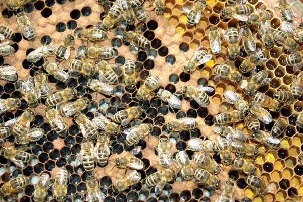 Μέλισσα έντομο — Φωτογραφία Αρχείου