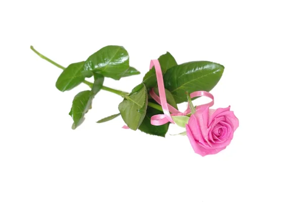 Beauty rose — Stock Photo, Image