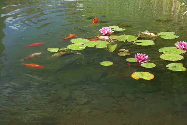 stock image Pond with fish