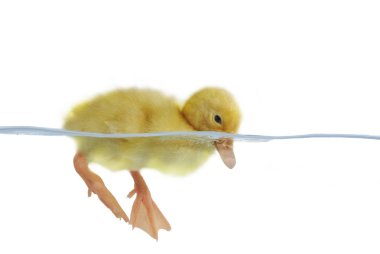 Swimming nestling of duck clipart