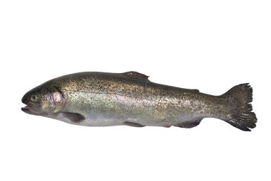 Rainbow trout clipart