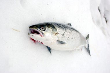 Salmon on snow clipart