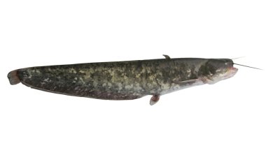 Big catfish clipart