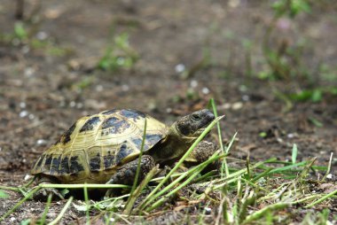 Grassland tortoise clipart