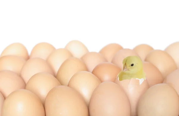 Пташеня в яйці — стокове фото