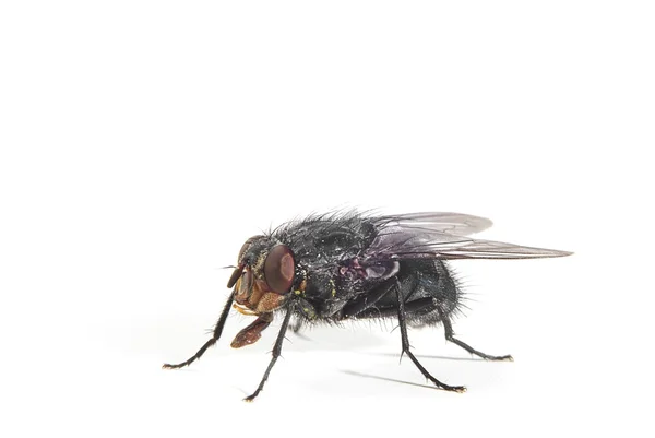 Bluebbelle Fly — стоковое фото