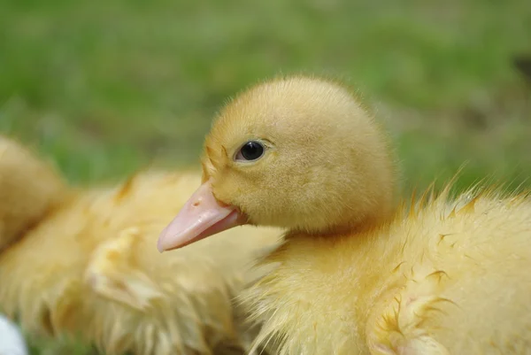 Küçük ördek — Stok fotoğraf
