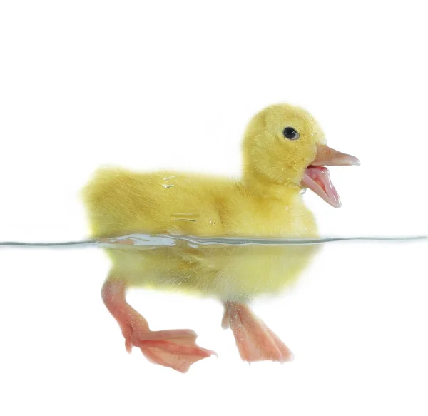 Yüzme yavru ördek — Stok fotoğraf