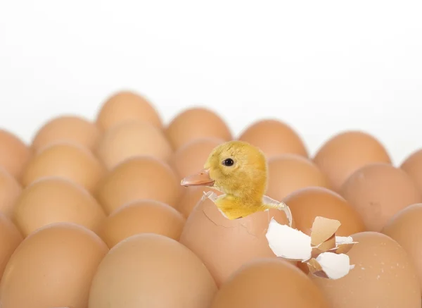 Гніздування качки і шкаралупи з яйцем — стокове фото