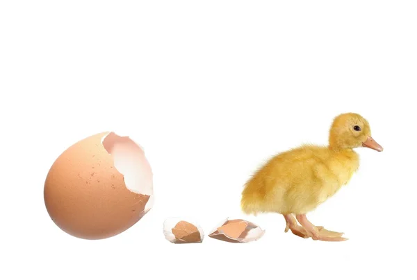 The nestling the duck and shell of egg — Stock Photo, Image
