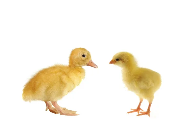Tavuk ve ördek yavrusu — Stok fotoğraf