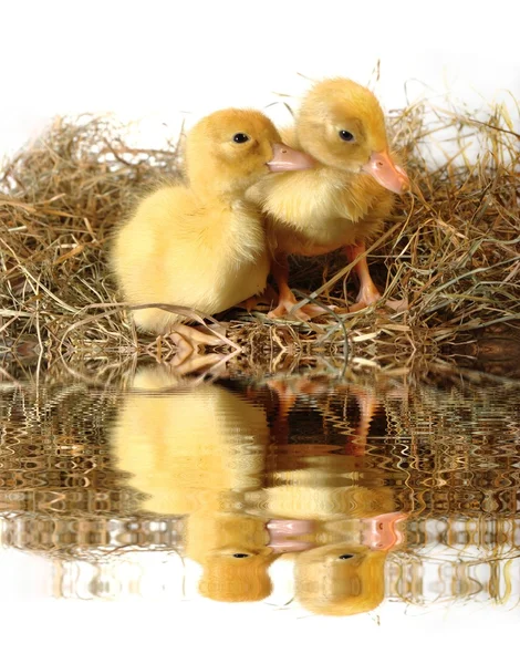 巣の中で 2 つの雛 — ストック写真