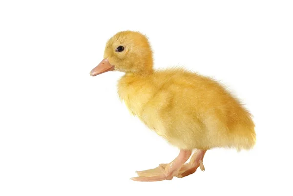Yavru ördek — Stok fotoğraf