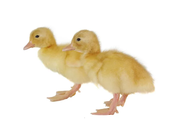 Ördek iki yavrular — Stok fotoğraf
