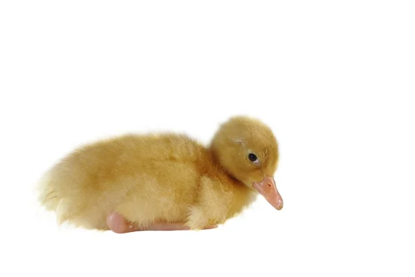 Nestling of duck — Stock Photo, Image