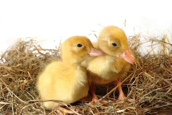 Dvě mláďata v hnízdě — Stock fotografie