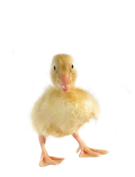 Yavru ördek — Stok fotoğraf