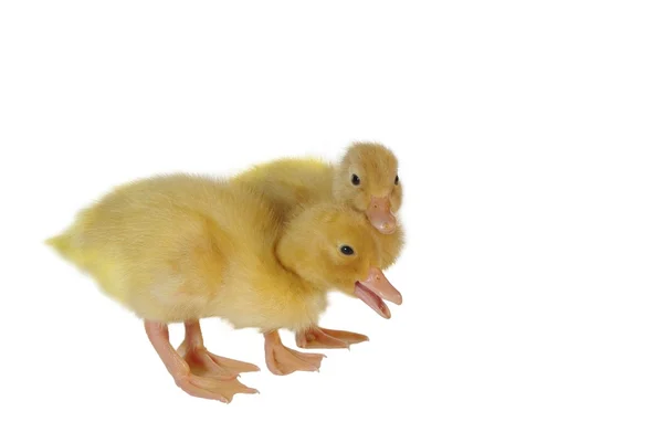 Dois filhotes de pato — Fotografia de Stock
