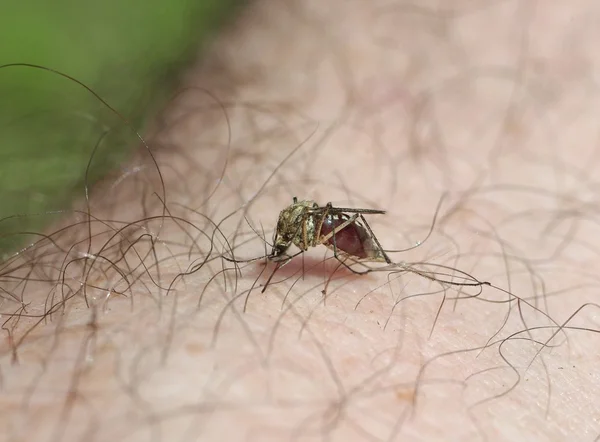 Кусачий комар — стоковое фото