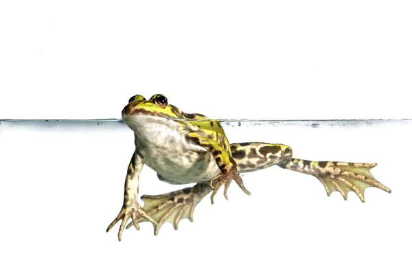 Żaba w wodzie — Zdjęcie stockowe