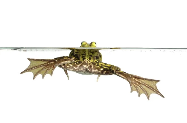 水でカエル — ストック写真